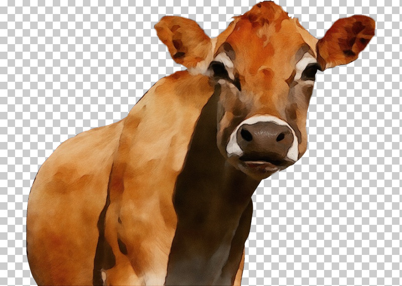 Bovine Dairy Cow Calf Snout Livestock PNG, Clipart, Bovine, Calf, Cowgoat Family, Dairy Cow, Ear Free PNG Download