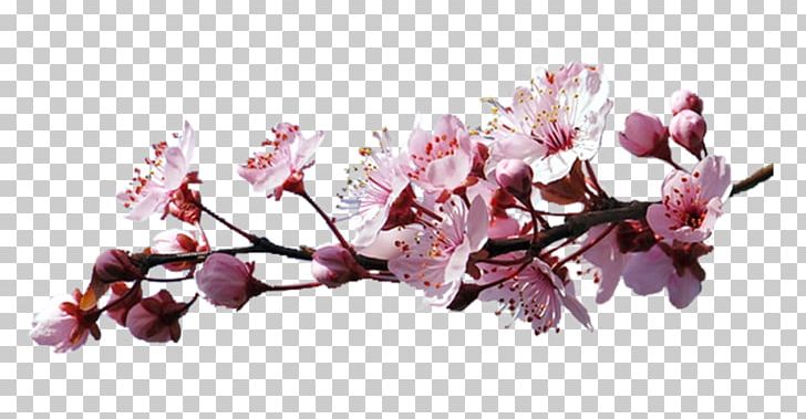 Cerasus Cherry Blossom PNG, Clipart, Blossom, Branch, Cerasus, Cherry, Cherry Blossom Free PNG Download