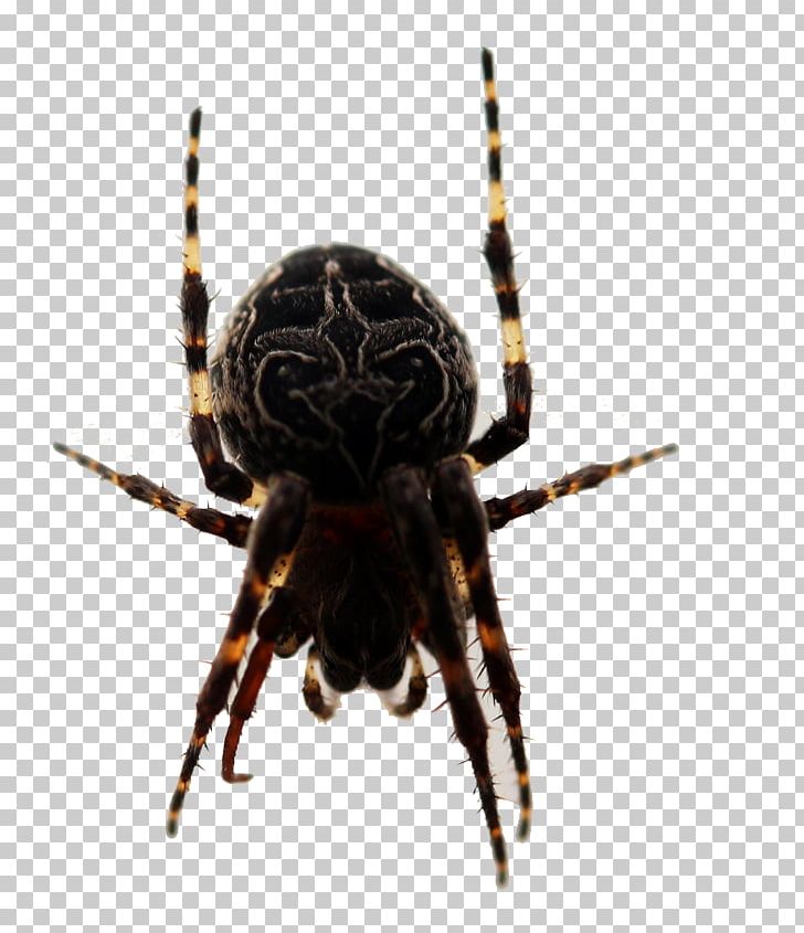 European Garden Spider Barn Spider Insect Widow Spiders PNG, Clipart, Animal, Arachnid, Araneus, Araneus Cavaticus, Arthropod Free PNG Download