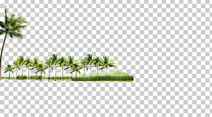 Angle Leaf Rectangle PNG, Clipart, Adobe Illustrator, Angle, Area, Arecaceae, Black Forest Free PNG Download