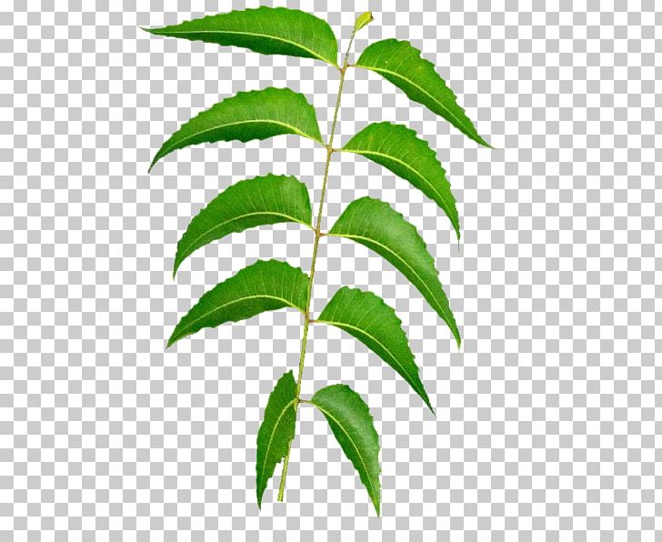 Leaf Tea Neem Tree Neem Oil PNG, Clipart, Azadirachta, Chinaberry, Grape Seed Oil, Hemp, Herb Free PNG Download