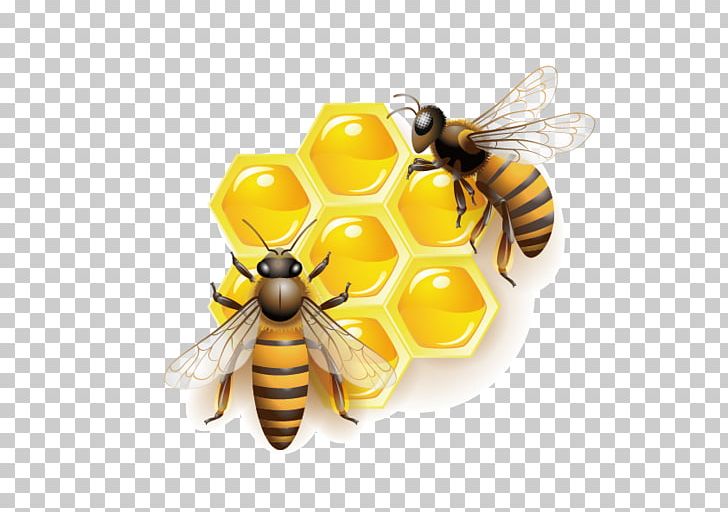 Honey Bee PNG, Clipart, Arthropod, Bee, Bee Hive, Bee Honey, Bee Pollen Free PNG Download