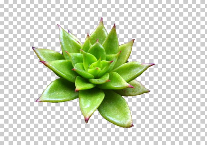 Plant Aloe Vera Plectranthus PNG, Clipart, Abelia, Aloe, Aloe Vera, Arecaceae, Cactaceae Free PNG Download