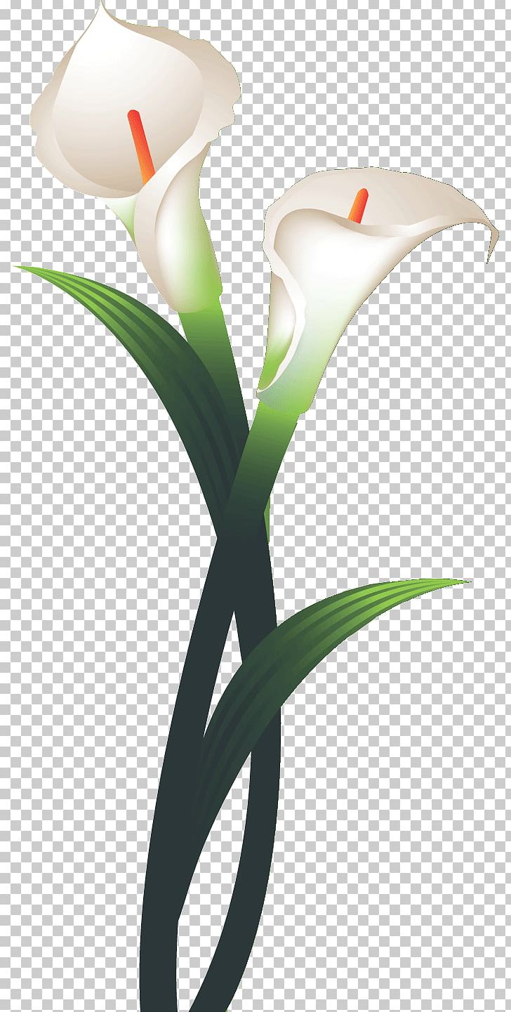 Tulip Flower Calla Lily PNG, Clipart, Calla, Calla Lily, Cut Flowers, Daffodil, Drawing Free PNG Download