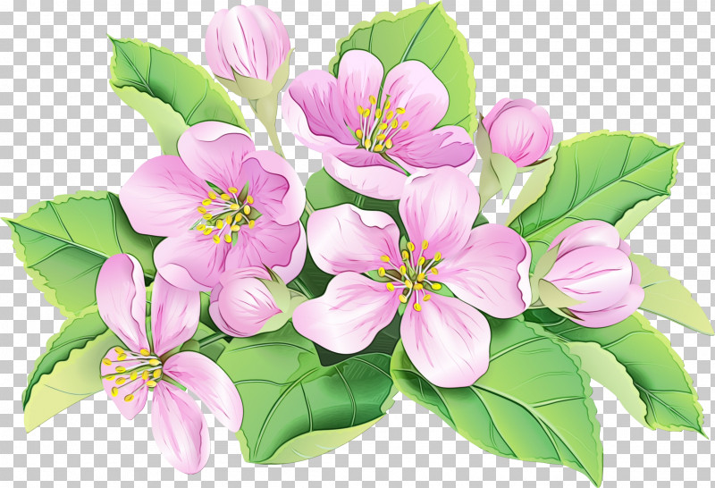 Cherry Blossom PNG, Clipart, Blossom, Cherry Blossom, Flower, Leaf, Magnolia Free PNG Download