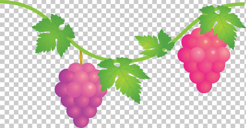 Grape Grapes Fruit PNG, Clipart, Accessory Fruit, Berry, Currant, Flower, Food Free PNG Download