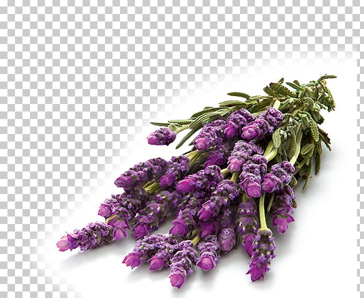 English Lavender Glade Air Fresheners Perfume BEST CHOICE CO. PNG, Clipart, Air Fresheners, Air Wick, Apple, Best Choice Coltd, Cinnamon Free PNG Download