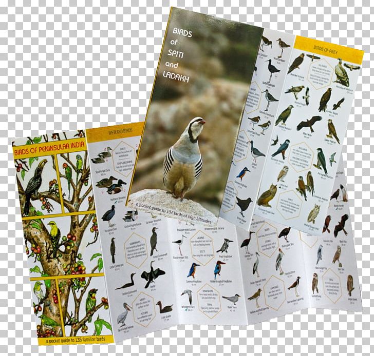 Fauna Wildlife PNG, Clipart,  Free PNG Download