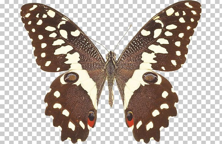 Swallowtail Butterfly Insect Citrus Swallowtail Stock Photography PNG, Clipart, Arthropod, Bombycidae, Brush Footed Butterfly, Butterflies And Moths, Butterfly Free PNG Download