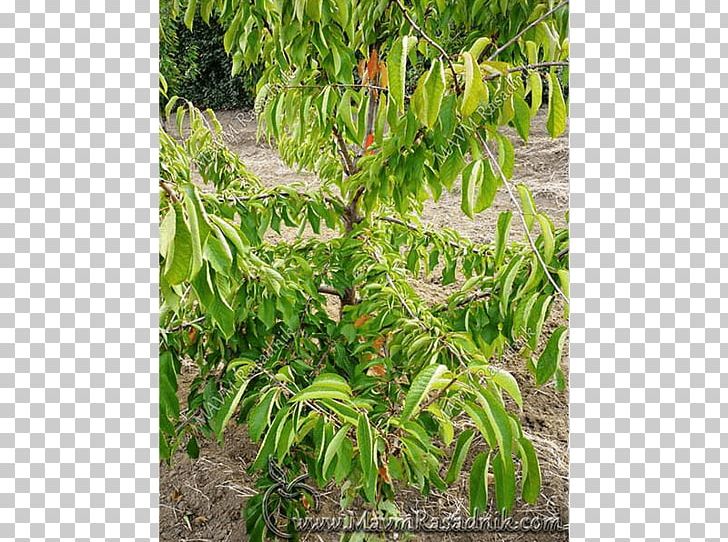Tree Cherry Plant Community Shrub Angle PNG, Clipart, Angle, Cherry, Grass, Nature, Nursery Free PNG Download