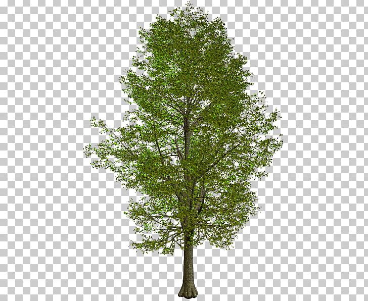 Villa Portable Network Graphics House PNG, Clipart, American Sycamore, Branch, Download, Evergreen, House Free PNG Download