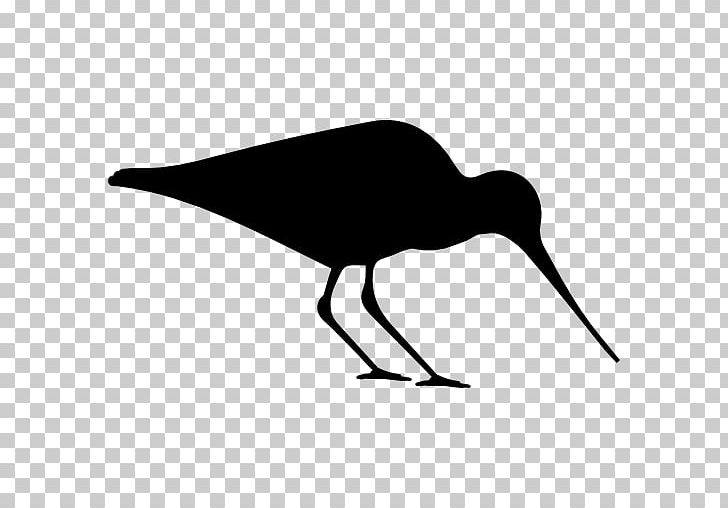 Bird Silhouette Haematopus Eurasian Oystercatcher PNG, Clipart, Animals, Beak, Bird, Black And White, Computer Icons Free PNG Download
