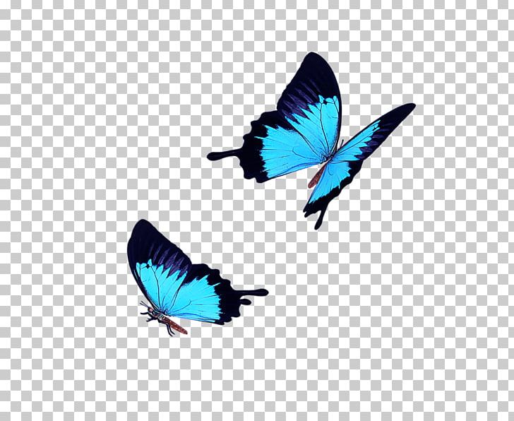 Butterfly Icon PNG, Clipart, Arthropod, Back, Blue, Blueblack, Butterfly Free PNG Download