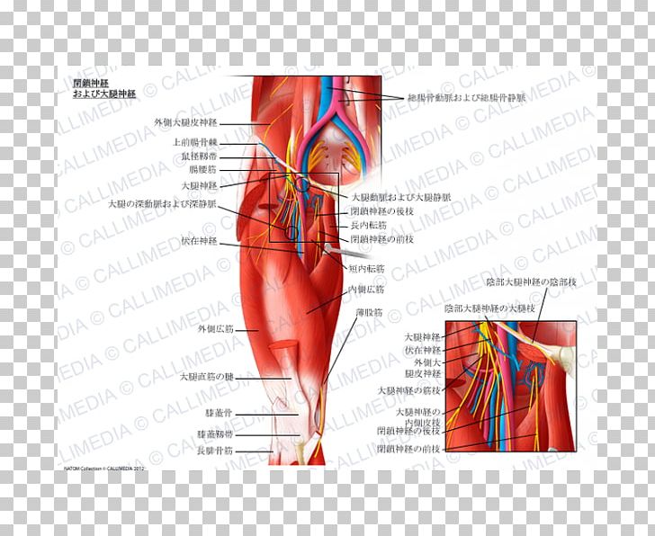 Obturator Nerve External Obturator Muscle Femoral Nerve Internal Obturator Muscle PNG, Clipart, Abdomen, Anatomy, Blood Vessel, External Obturator Muscle, Human Anatomy Free PNG Download