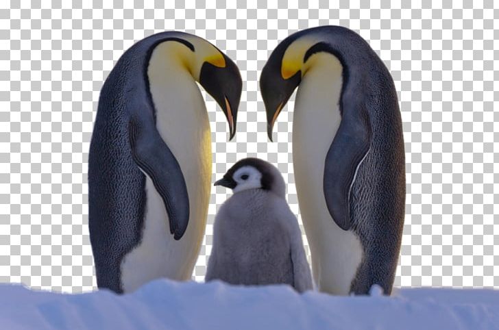 Penguin Family Bird Cuteness Animal PNG, Clipart, Animal, Animals, Beak, Bird, Cuteness Free PNG Download