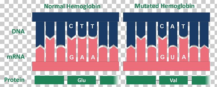 Sickle Cell Disease Glycated Hemoglobin Point Mutation PNG, Clipart, Amino Acid, Brand, Cell, Cod, Diagram Free PNG Download