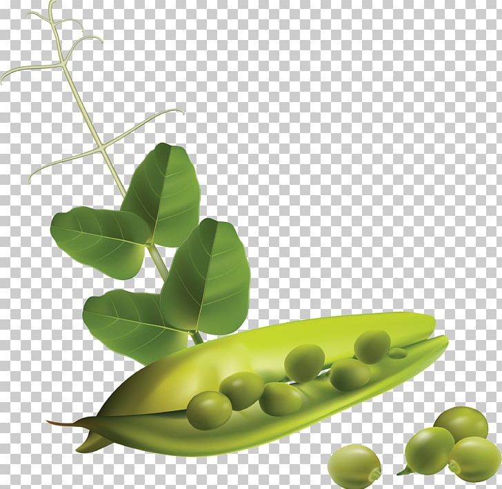 Vegetable Snow Pea PNG, Clipart, Alternative Medicine, A Pea In The Pod, Bean, Chickpea, Field Pea Free PNG Download