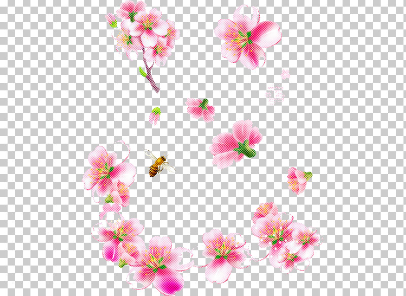 Cherry Blossom PNG, Clipart, Blossom, Cherry Blossom, Floral Design, Flower, Petal Free PNG Download
