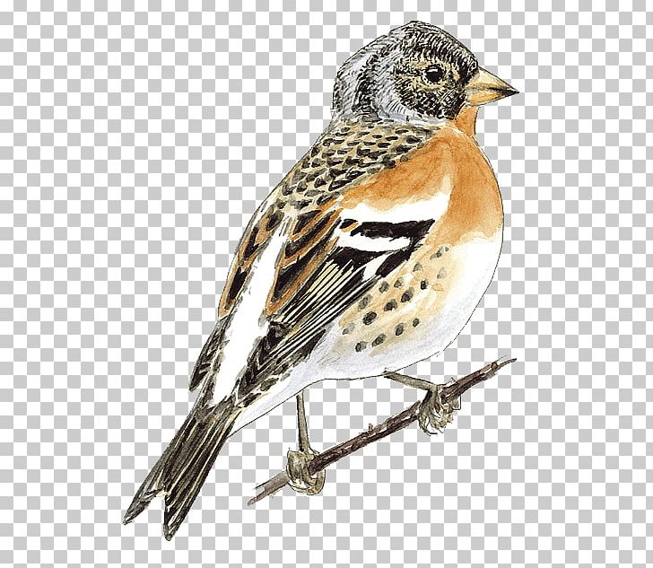 Brambling House Sparrow Ortolan Bunting Finch Bird PNG, Clipart, American Sparrows, Animals, Beak, Bird, Brambling Free PNG Download
