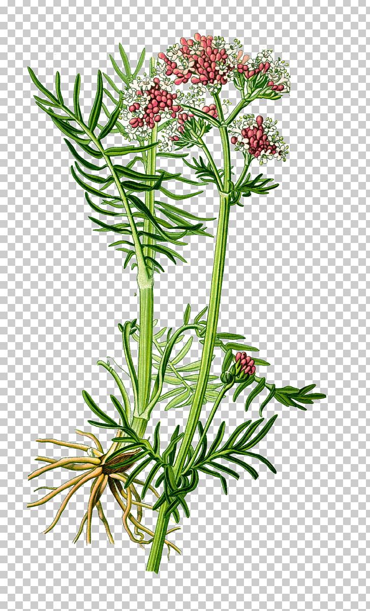Valerian Medicinal Plants Officinalis Spikenard PNG, Clipart, Botany, Cut Flowers, Eukaryote, Flora, Flower Free PNG Download