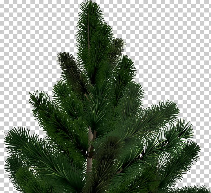 Christmas Tree PNG, Clipart, Biome, Branch, Christmas Decoration, Christmas Tree, Conifer Free PNG Download