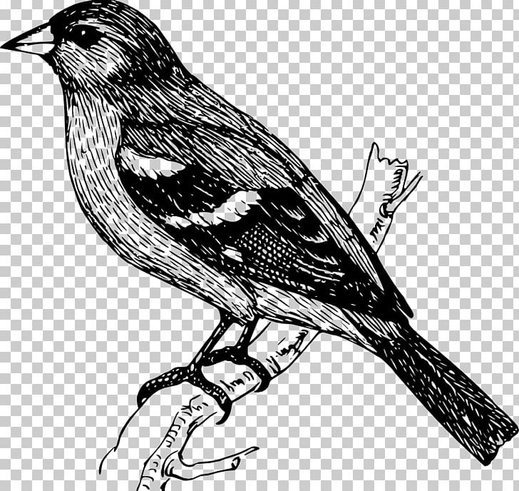 Bird Finches Drawing PNG, Clipart, Animals, Art, Beak, Bird, Black And White Free PNG Download