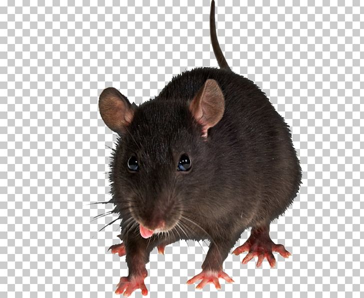 Brown Rat Mouse Rodent PNG, Clipart, Animals, Brown Rat, Desktop Wallpaper, Download, Fauna Free PNG Download