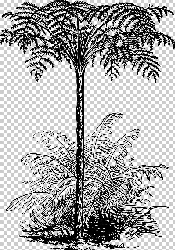 Dicksonia Antarctica Tree Ferns Plant Tree Ferns PNG, Clipart, Arecaceae, Arecales, Black And White, Borassus Flabellifer, Branch Free PNG Download