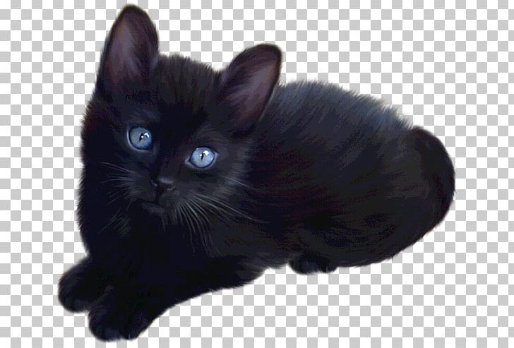 Persian Cat British Longhair Kitten Maine Coon Siamese Cat PNG, Clipart, Black, Black Cat, Bombay, British Longhair, British Semilonghair Free PNG Download
