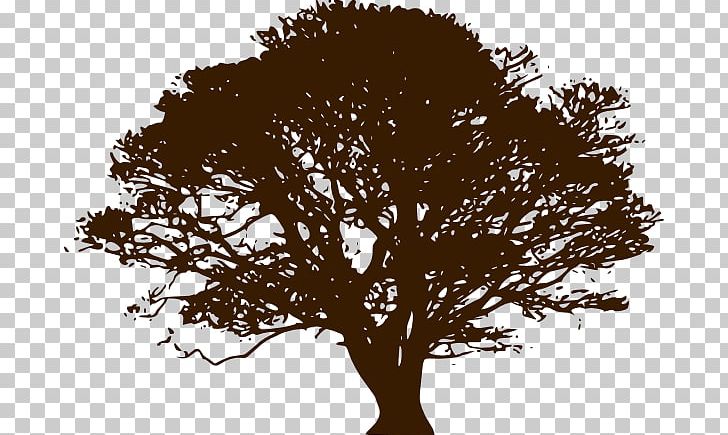 Southern Live Oak Quercus Velutina Quercus Kelloggii Tree PNG, Clipart, Angel Oak, Black, Black And White, Branch, Can Stock Photo Free PNG Download