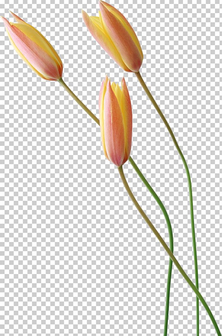 Tulip Dubai Wedding Photography Flower PNG, Clipart, Architecture, Bud, Building, Drawing, Dubai Free PNG Download