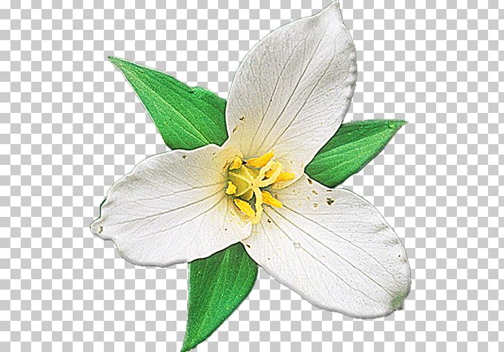 Wildflower Plant Identification PNG, Clipart, Alstroemeriaceae, Amaryllis Belladonna, Android, Apk, Download Free PNG Download