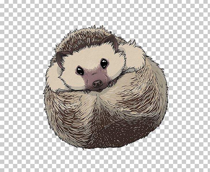 Domesticated Hedgehog Porcupine PNG, Clipart, Animals, Carnivoran, Curl Up, Cuteness, Decal Free PNG Download