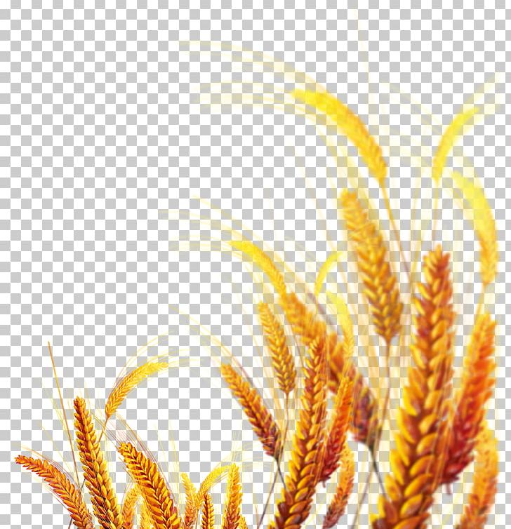 Emmer Yellow Gold PNG, Clipart, Cereal, Cereal Germ, Closeup, Computer Wallpaper, Creative Artwork Free PNG Download