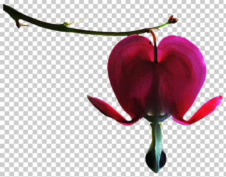 Magenta Petal Yellow PNG, Clipart, Bleeding Heart, Crocus, Deviantart, Flora, Flower Free PNG Download