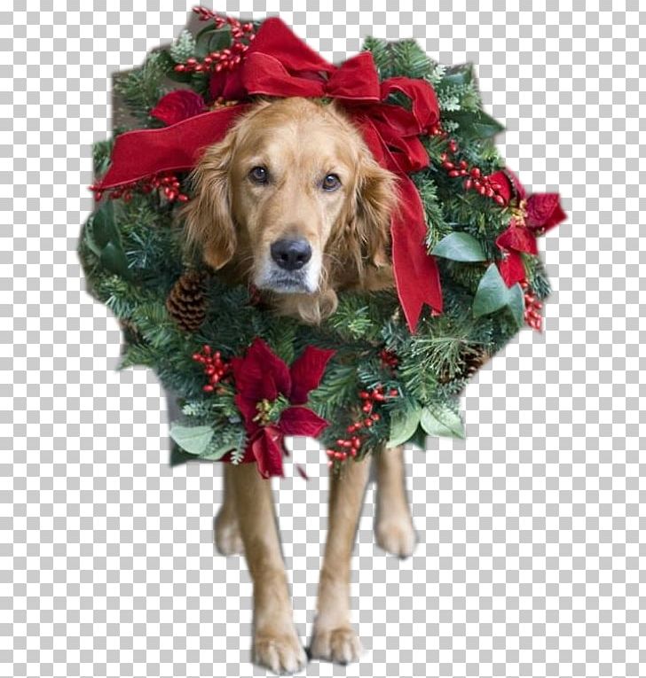 Santa Claus Dog Christmas Card Puppy PNG, Clipart, Carnivoran, Christmas, Christmas And Holiday Season, Christmas Card, Christmas Decoration Free PNG Download