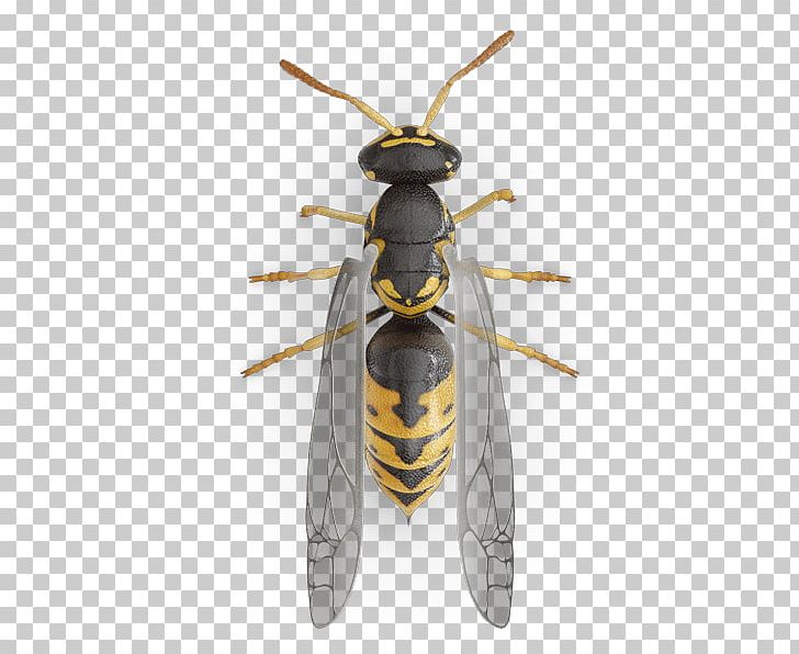 Western Honey Bee Hornet Yellowjacket Characteristics Of Common Wasps And Bees PNG, Clipart, Arthropod, Bee, Beehive, Bee Removal, Bee Sting Free PNG Download