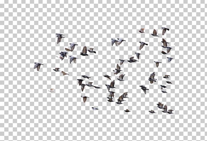 Bird Rock Dove Columbidae Flight Avialae PNG, Clipart, Animal Migration, Animals, Avialae, Bird, Bird Migration Free PNG Download