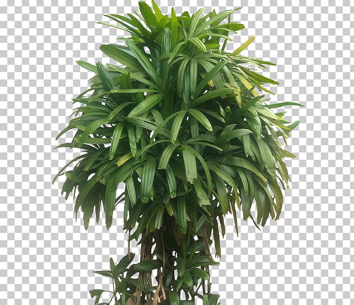 Rhapis Excelsa Arecaceae Houseplant Lucky Bamboo PNG, Clipart, Albizia Julibrissin, Arecaceae, Arecales, Areca Palm, Bamboo Free PNG Download