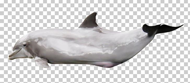Tucuxi Common Bottlenose Dolphin Porpoise Marine Mammal PNG, Clipart, Animal, Animals, Bottlenose Dolphin, Cetacea, Common Bottlenose Dolphin Free PNG Download