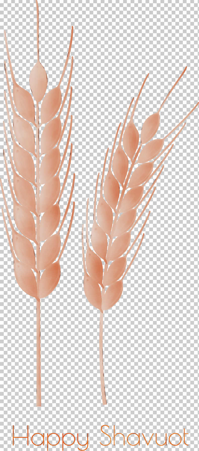 Feather PNG, Clipart, Feather, Food Grain, Grass Family, Happy Shavuot, Paint Free PNG Download