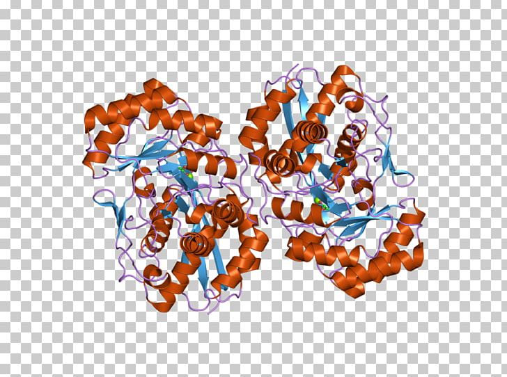 Hexosaminidase HEXB Enzyme Tay–Sachs Disease Lysosome PNG, Clipart, Art, Beta, Ebi, Enzyme, Gene Free PNG Download
