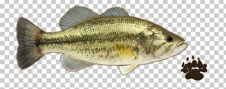 Perch Largemouth Bass Smallmouth Bass Portable Network Graphics PNG, Clipart, Animal Figure, Bass, Bass Fishing, Bony Fish, Cod Free PNG Download