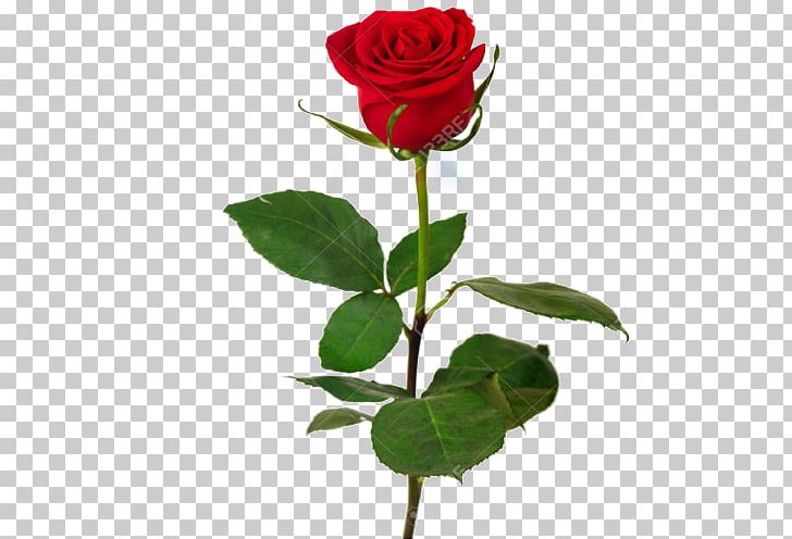 Stock Photography Rose Desktop PNG, Clipart, Black Rose, Cut Flowers, Desktop Wallpaper, Floral Design, Floribunda Free PNG Download
