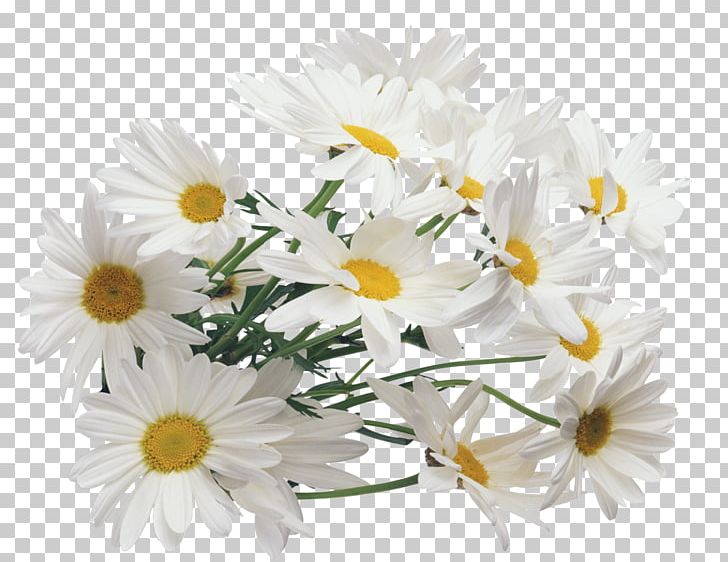 Chamomile PNG, Clipart, Annual Plant, Aster, Beyaz Cicekler, Camomile, Chamaemelum Nobile Free PNG Download