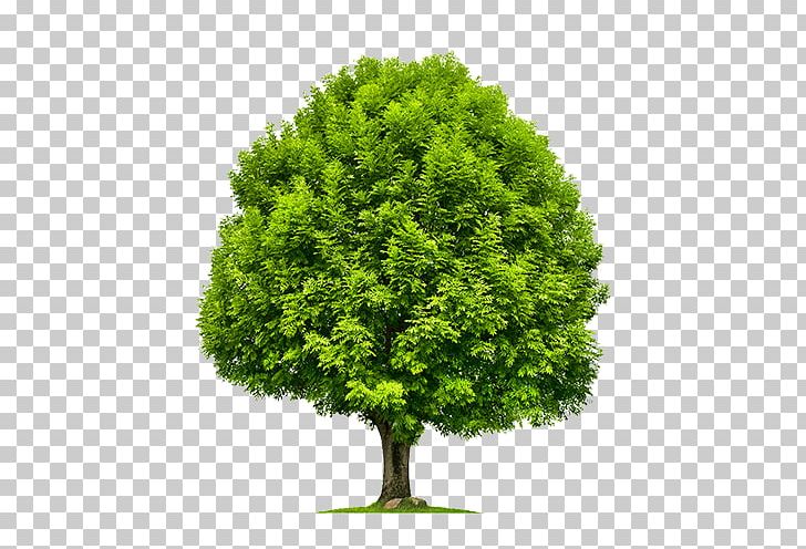 Emerald Ash Borer Tree Green Ash Stock Photography Shrub PNG, Clipart, Ash, Baum, Crown, Dendrology, Emerald Ash Borer Free PNG Download