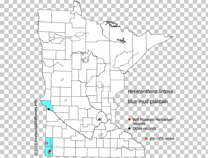 Honey Locust Linden Tilia Cordata Black Locust Tree PNG, Clipart, Angle, Area, Black And White, Black Locust, Diagram Free PNG Download