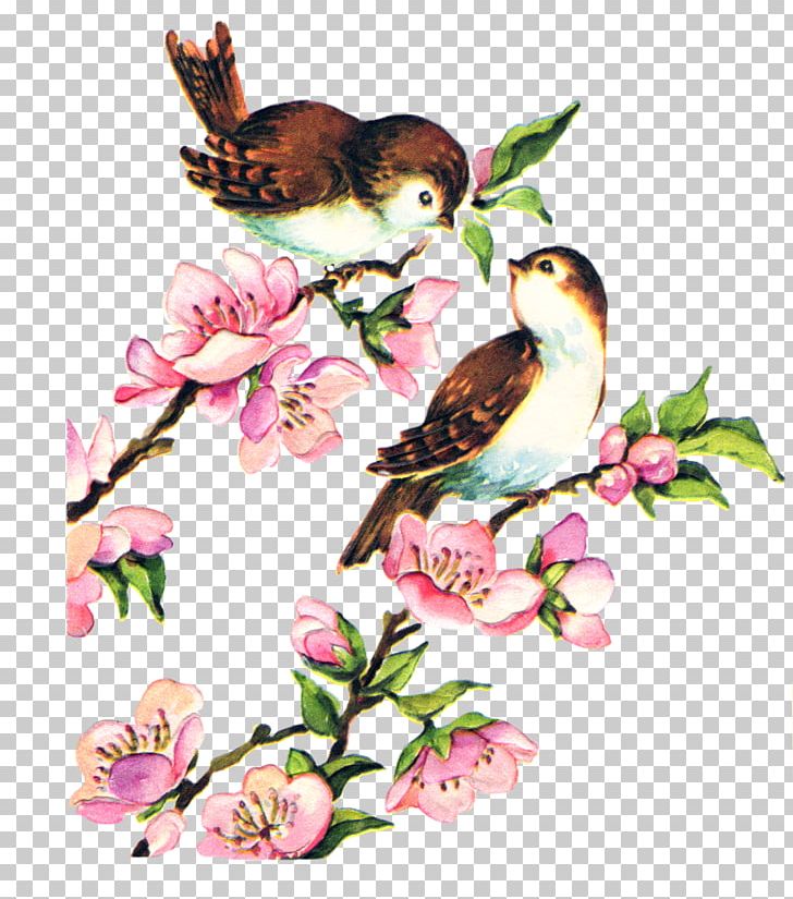 Lovebird Sparrow Birdcage PNG, Clipart, Animals, Art, Beak, Bird, Birdcage Free PNG Download