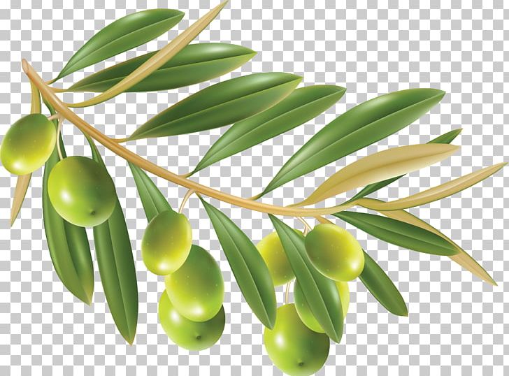 Olive Oil Olive Leaf PNG, Clipart, Clip Art, Computer Icons, Food, Food Drinks, Fruit Free PNG Download
