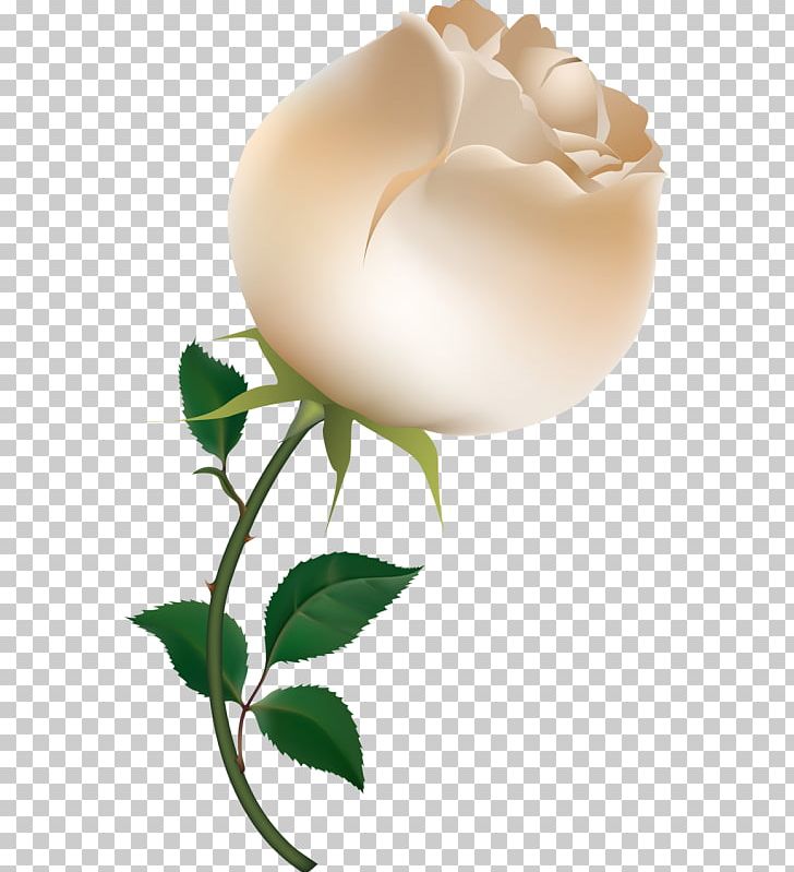 Rose Drawing PNG, Clipart, Art, Bud, Computer Wallpaper, Cute, Desktop Wallpaper Free PNG Download